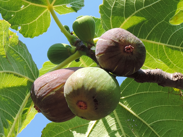 Figues fleurs 'Grise de la Saint-Jean' ayant eu l'ostiole obtur� et parvenues � maturit�