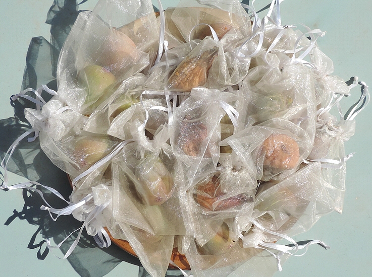 Figues fleurs Grise de la Saint-Jean r�colt�es avec leur sachet protecteur contre Silba adipata McAlpine