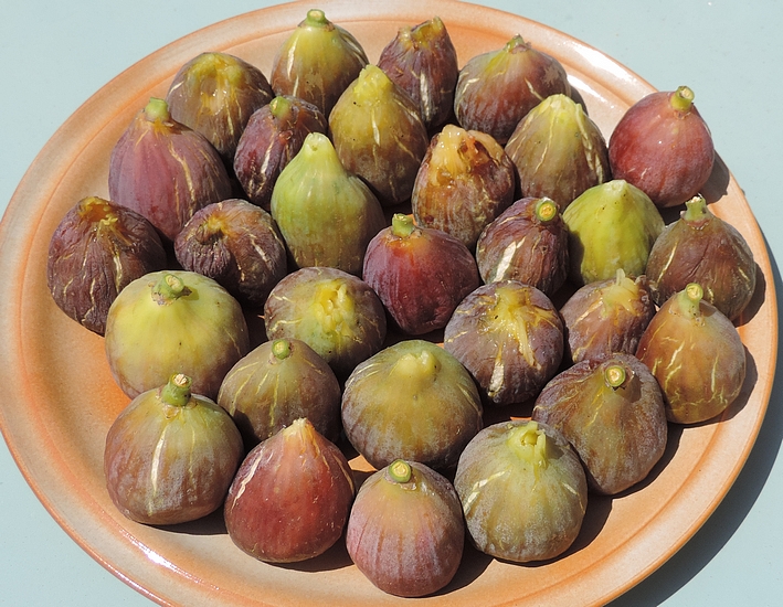 Figues fleurs Grise de la Saint-Jean dont le sachet protecteur contre Silba adipata McAlpine a �t� �t� apr�s r�colte.