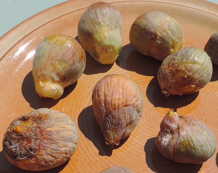 Figues de deuxi�me r�colte Grise de la Saint-Jean m�res, d�form�es par les liens du sachet protecteur en organza mal positionn�