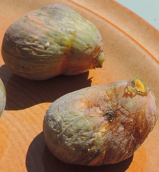 Figues de deuxi�me r�colte Grise de la Saint-Jean m�res, d�form�es par les liens du sachet protecteur en organza mal positionn�