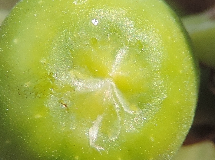 Ficus carica 'Miel du Portugal' : �cailles ostiolaires (figue immature diam�tre 1 cm)