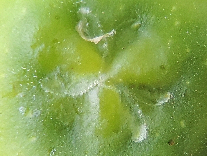 Ficus carica 'Miel du Portugal' : �cailles ostiolaires (figue immature diam�tre 1,2 cm)
