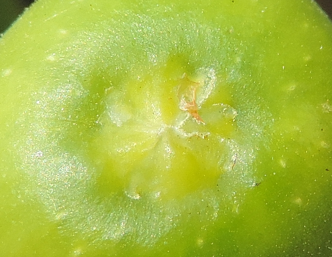 Ficus carica 'Miel du Portugal' : �cailles ostiolaires (figue immature diam�tre 1,3 cm)