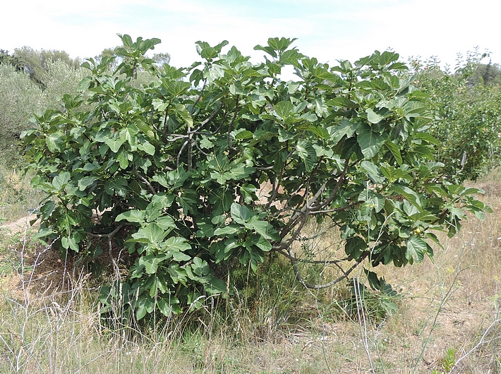 Figues de la vari�t� 'Miel du Portugal' (insensible aux attaques de Silba adipata McAlpine)