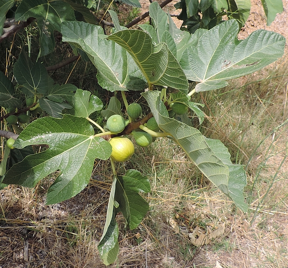 Figues de la vari�t� 'Miel du Portugal' (insensible aux attaques de Silba adipata McAlpine)