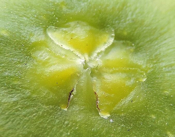 Ficus carica 'Miel du Portugal' : �cailles ostiolaires (figue immature diam�tre 2,4 cm)
