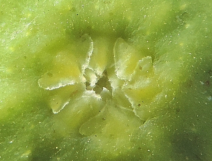 Ficus carica 'Miel du Portugal' : �cailles ostiolaires (figue immature diam�tre 2,4 cm)