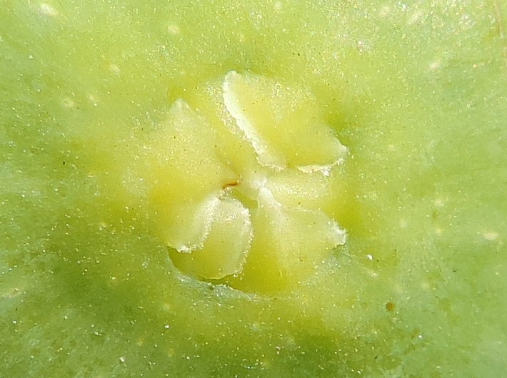 Ficus carica 'Miel du Portugal' : �cailles ostiolaires (figue immature diam�tre 2,5 cm).