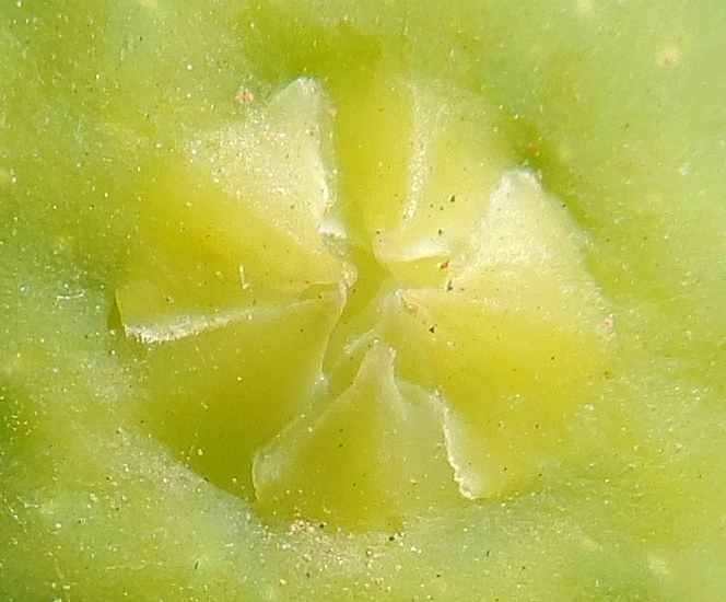 Ficus carica 'Miel du Portugal' : �cailles ostiolaires (figue immature diam�tre 2,6 cm).