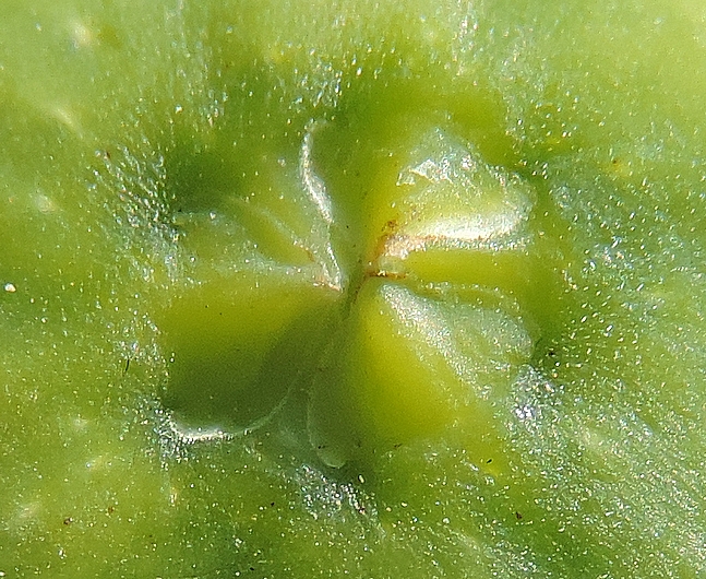 Ficus carica 'Miel du Portugal' : �cailles ostiolaires (figue immature diam�tre 2,7 cm)