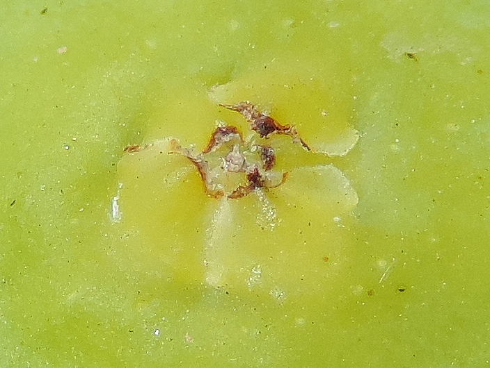 Ficus carica 'Miel du Portugal' : �cailles ostiolaires (figue immature diam�tre 2,9 cm)