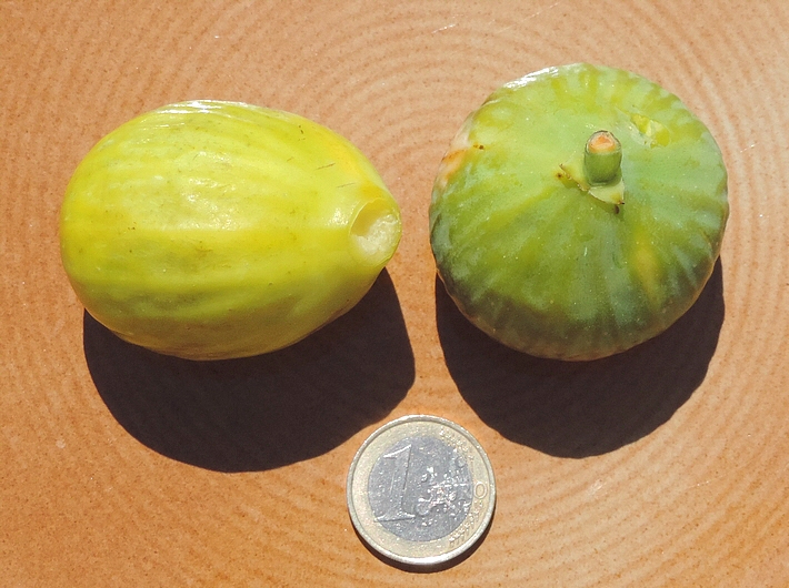 Figues m�res de la vari�t� 'Miel du Portugal'.
