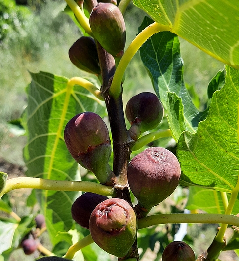 Figues immatures rougies de la vari�t� 'N�gronne' (en quasi-totalit� saines).