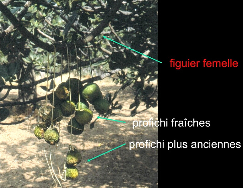 Caprification : suspension de profichi dans un figuier domestique
