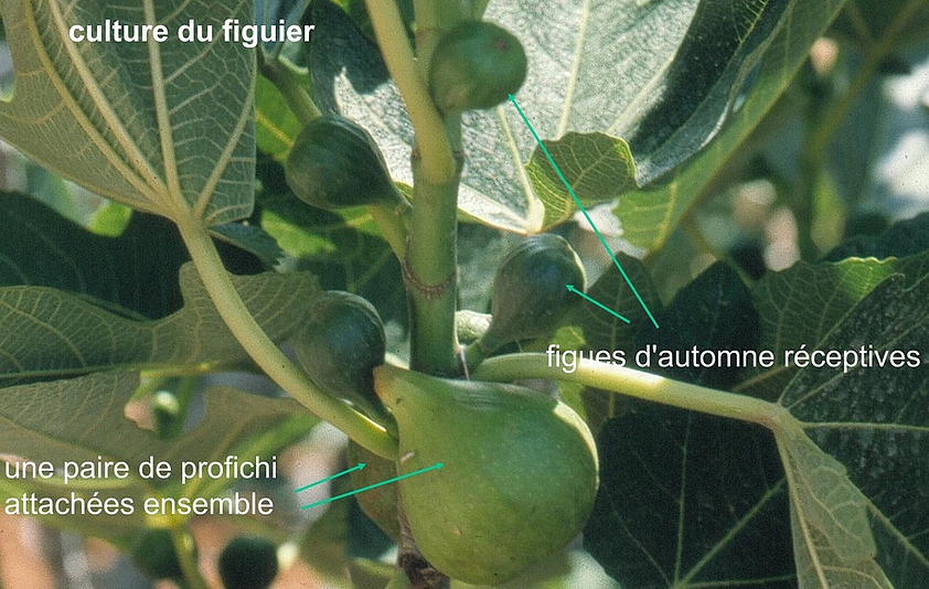Caprification : suspension de profichi dans un figuier domestique
