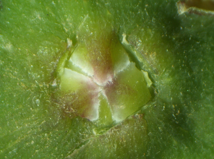 Figue immature : �cailles ostiolaires de second niveau, au nombre de trois.