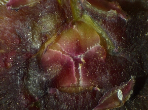 Figue immature rougie (ponte de Silba adipata McAlpine) : �cailles ostiolaires de second niveau.