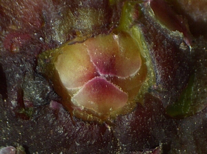 Figue immature rougie (ponte de Silba adipata McAlpine) : �cailles ostiolaires situ�es sous celles de second niveau.
