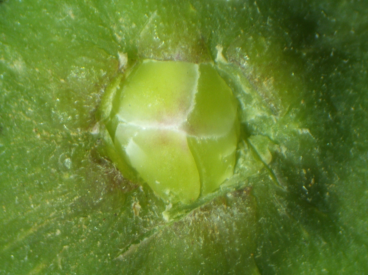 Figue immature : �cailles ostiolaires horizontales fines situ�es sous les �cailles ostiolaires de second niveau.