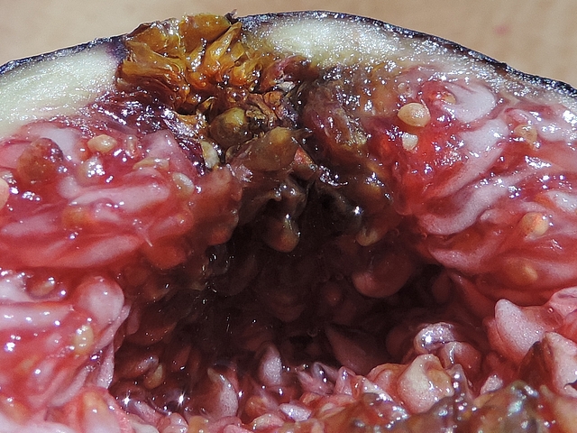 Ecailles ostiolaires et fruits brunis par la moisissure dans une figue m�re