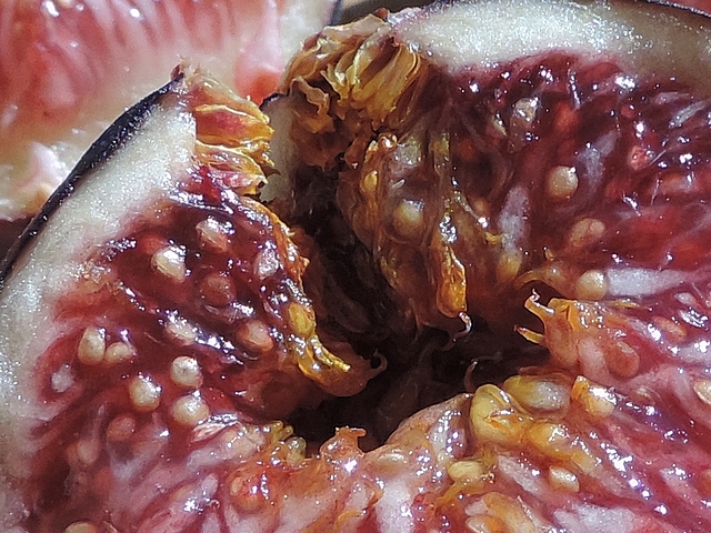 Moisissure s'�tant �tendue dans une figue m�re � partir de l'ostiole