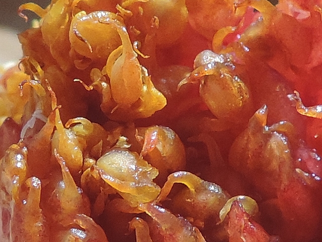 Fruits jaunis par la moisissure dans une figue m�re