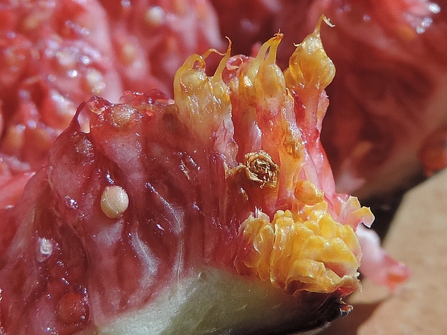 Ecailles ostiolaires et fruits jaunis par la moisissure dans une figue tout juste m�re