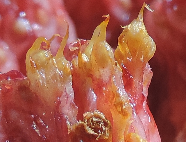 Fruits jaunis par la moisissure dans une figue tout juste m�re