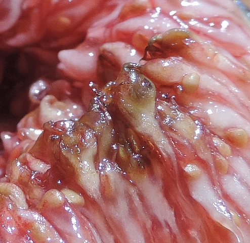 Fruits brunis par la moisissure � l'int�rieur d'une figue m�re
