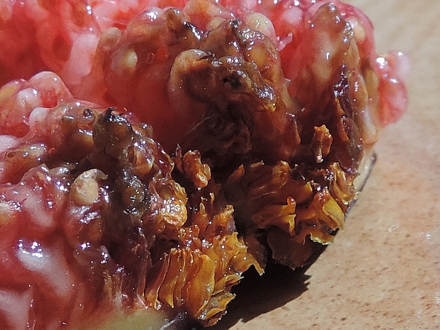 Moisissure plus fonc�e au niveau des �cailles ostiolaires et des fruits dans une figue tr�s m�re