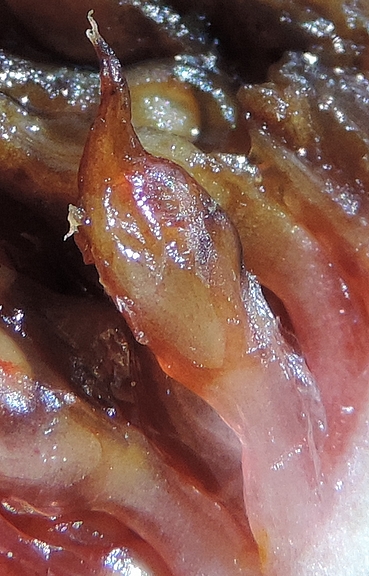 Un fruit bruni par la moisissure � l'int�rieur d'une figue m�re