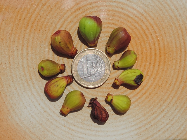 Figues immatures relevant de la chute physiologique