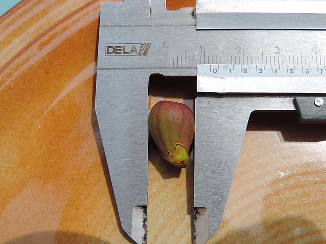 Figue immature rougie de diam�tre 1,2 cm relevant de la chute physiologique