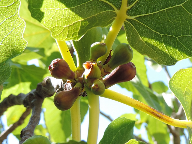 Figues immatures rougies relevant de la chute physiologique