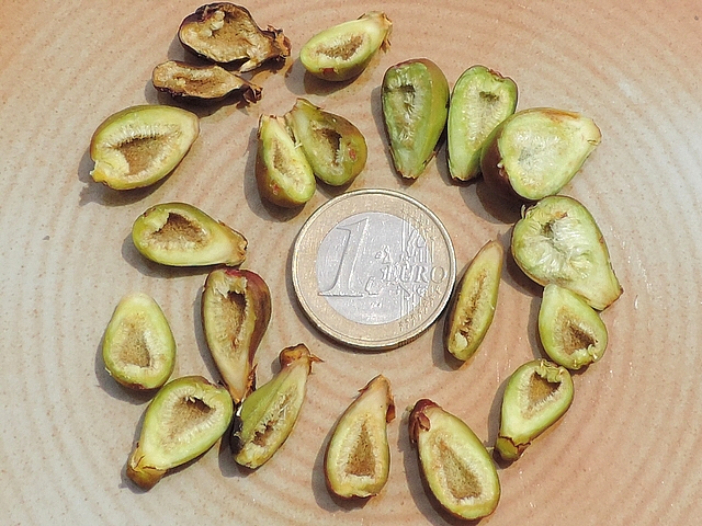 Int�rieur des figues immatures relevant de la chute physiologique