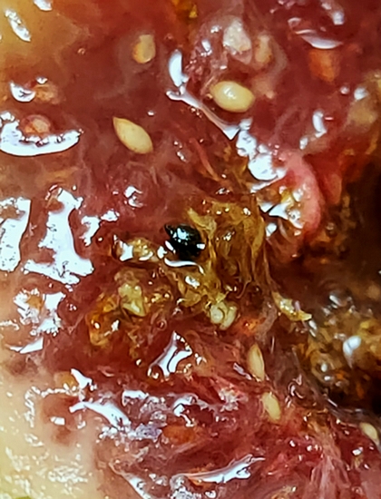 D�tection d'une masse arrondie noir�tre dans l'infrutescence de la figue D2.