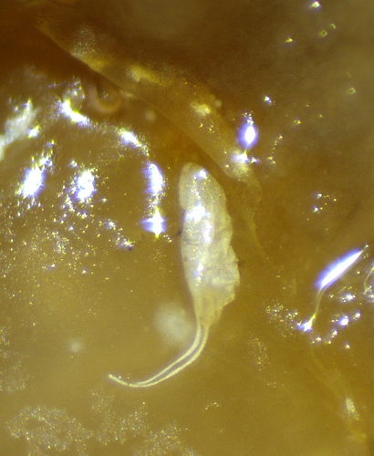 Chorion de Drosophila suzukii Masumura trouv� sous une �caille ostiolaire de la figue m�re 'Dalmatie' n�4