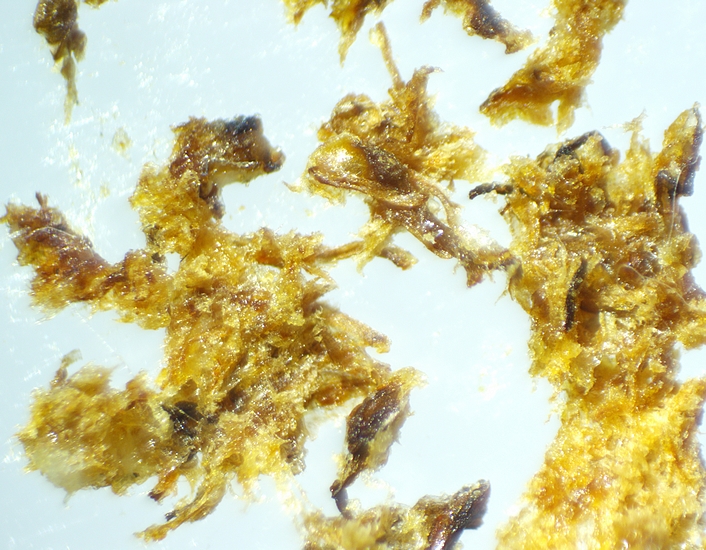 Masse dure extraite de l'infrutescence molle de la figue m�re D4 : aspect apr�s fragmentation / �crasement.