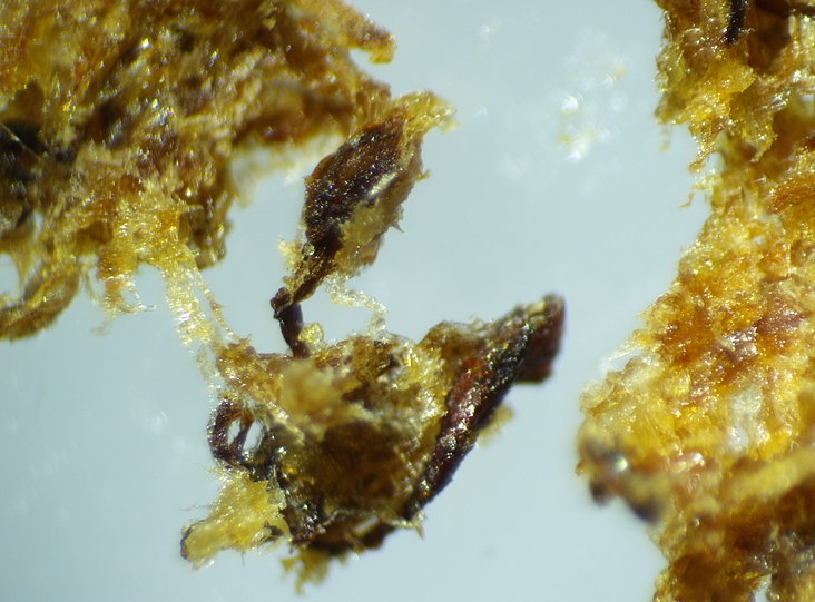Fragments de la masse dure extraite de l'infrutescence molle de la figue m�re D4.
