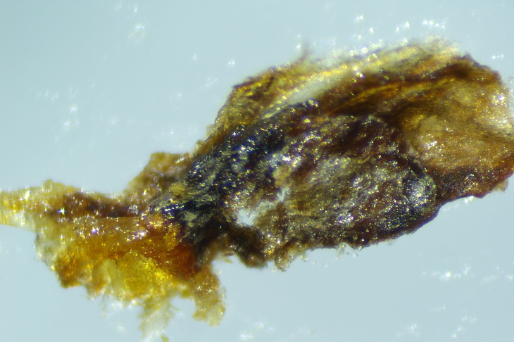 Fragment de la masse dure extraite de l'infrutescence molle de la figue m�re D4.