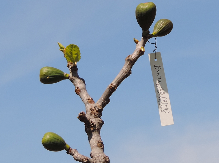Figue fleur immature 'Grise de la Saint-Jean' �tiquet�e apr�s une ponte de Silba adipata McAlpine.