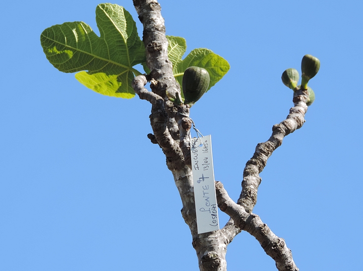 Figue fleur �tiquet�e r�serv�e pour le test de la dur�e de l'incubation de l'oeuf de Silba adipata McAlpine.