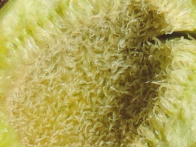 Inflorescence d'une figue fleur rougie de 1,3 cm de diam�tre relevant de la chute physiologique
