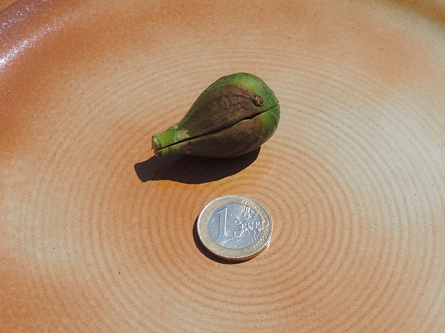 Figue fleur 'Grise de la Saint-Jean' rougie de 2,4 cm de diam�tre, ramass�e le 14 avril 2020