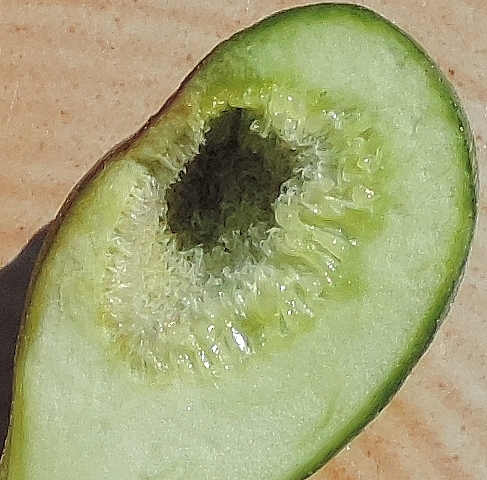 Int�rieur d'une figue fleur rougie de 2,4 cm de diam�tre, sans traces d'attaque de Silba adipata McAlpine