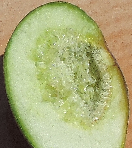 Int�rieur d'une figue fleur rougie de 2,4 cm de diam�tre, sans traces d'attaque de Silba adipata McAlpine