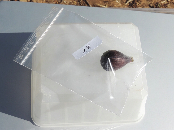 Figue mise sous sachet num�rot� imm�diatement apr�s sa collecte.