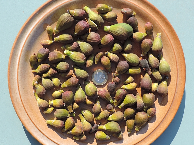 Figues fleurs rougies 'Grise de La Saint-Jean' ramass�es sur l'arbre