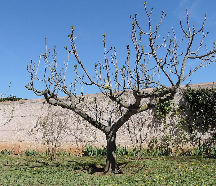 Figuier bif�re 'Grise de la Saint-Jean', le 22 mars 2021.